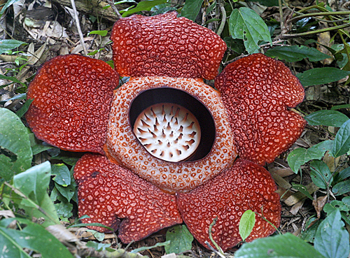 Rafflesia arnoldii.MAP FBU 101018313