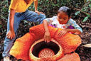 Rafflesia arnoldii Indonesie