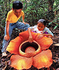 Rafflesia arnoldii Indonesie
