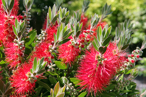 Risser1 Callistemon Mioulane MAP NPM 84947269