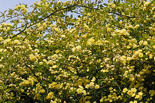 Rosa-banksiae-lutea-MAP JYG 120619374