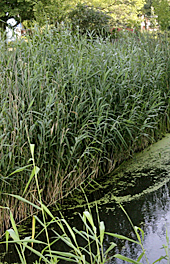 Roseau Phragmites Mioulane MAP NPM 0910140812