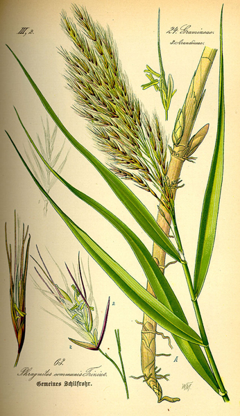 Roseau Phragmites australis Gravure