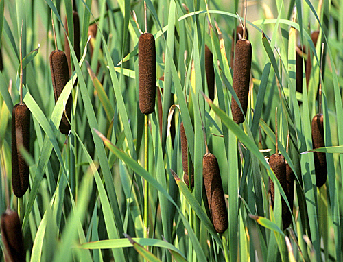 Roseau Typha Masstte Mioulane MAP NPM GIP0105737