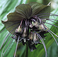 Tacca chantrieri MAP ADE GIP0097657