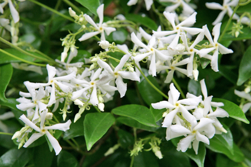 Trachelospermum jasminoide Mioulane MAP NPM 080818096