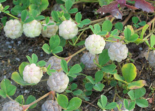 Trifolium-tomentosum