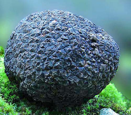 Tuber-melanosporum Diamant-Noir