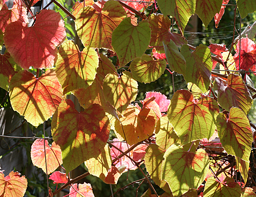 Vitis coignetiae Mioulane MAP NPM 84990030