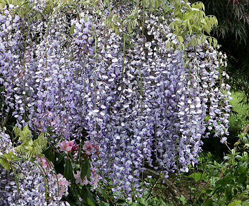 Wisteria Glycine Mioulane MAP NPM 850440082