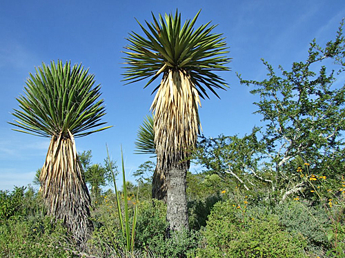 Yucca carnerosana Panoramio