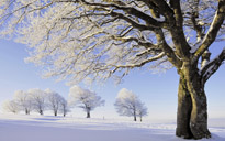 frozen-trees-wallpaper-34219-34988-hd-wallpapers