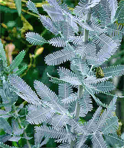 Acacia Baileyana feuillage