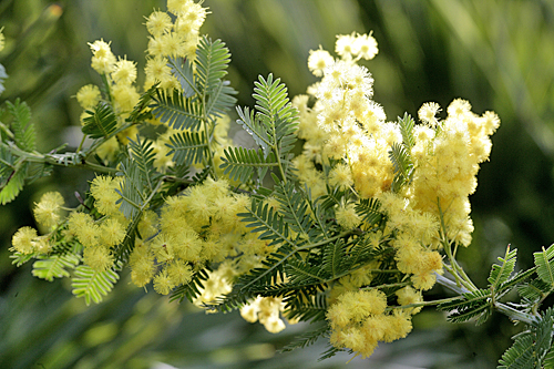 Acacia baileyana Marechal Joffre Mioulane MAP NPM 850373047