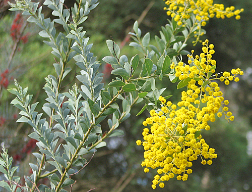 Acacia cultriformis