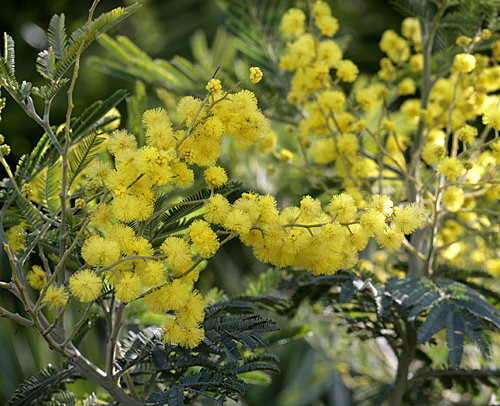 Acacia dealbata mimosa Mioulane MAP NPM 850373065