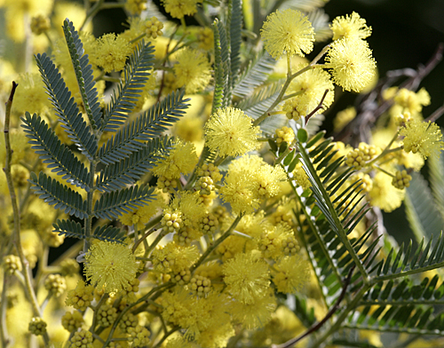 Acacia dealbata mimosa Mioulane MAP NPM 850373067