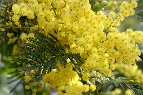 Acacia decurrens Rustica Mimosa Mioulane MAP NPM 850373013