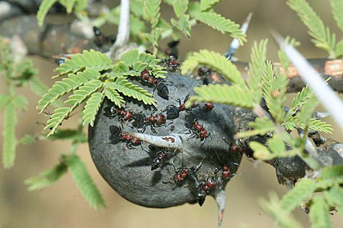 Acacia drepanolobium domatie