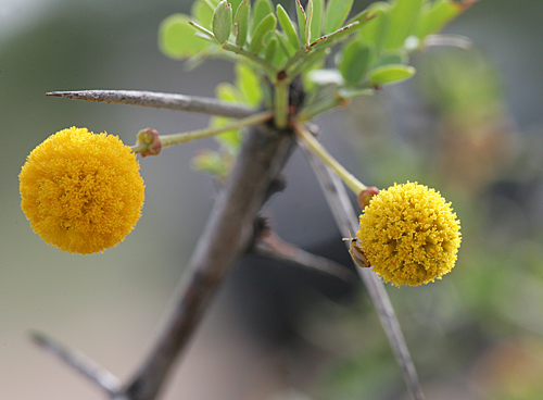 Acacia exuvialis Mioulane MAP XY7S6325