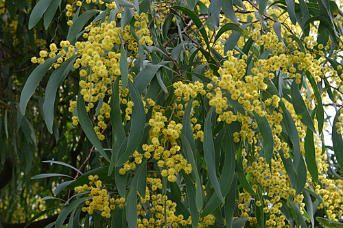 Acacia falcata Mioulane MAP IMG 4260