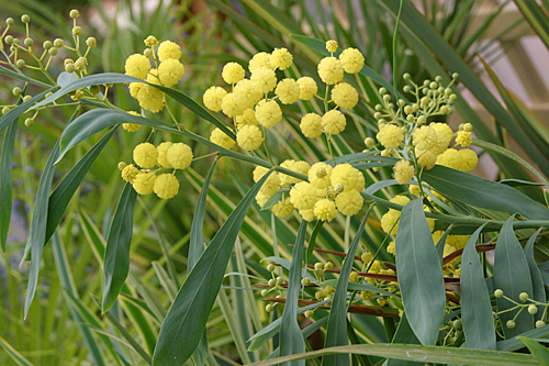 Acacia floribunda Palme dor Mioulane MAP IMG 1089