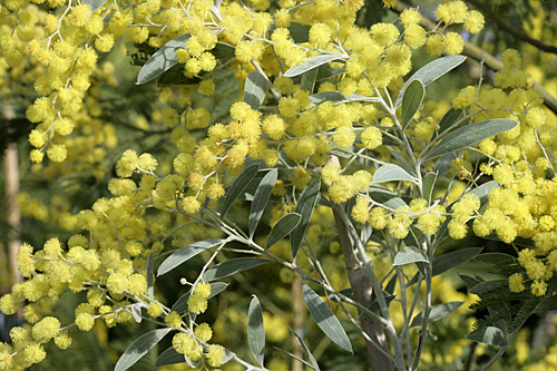 Acacia hanburyana mimosa Mioulane MAP NPM 850373003