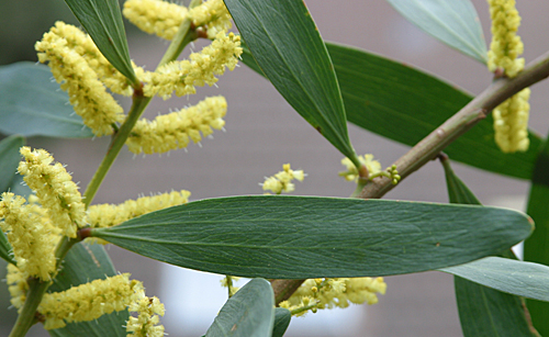 Acacia longifolia Mimosa chenille Mioulane MAP 15436