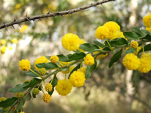 Acacia paradoxa