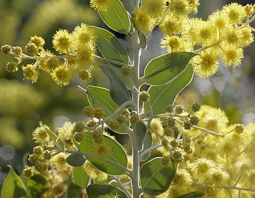 Acacia podalyriifolia Mimosa Mioulane MAP NPM 850373021