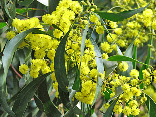 Acacia pycnantha Golden Wattle