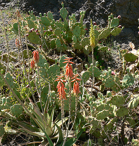 Aloe vacillans Opuntia dillenii El Dinara Yemen P1210113