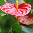 Anthurium Mioulane MAP NPM 719516127