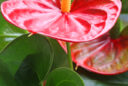 Anthurium Mioulane MAP NPM 719516127
