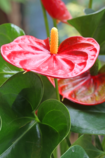 Anthurium Mioulane MAP NPM 719516127