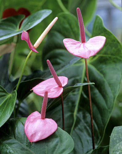 Anthurium Nathalie MAP ADE GIP0100261