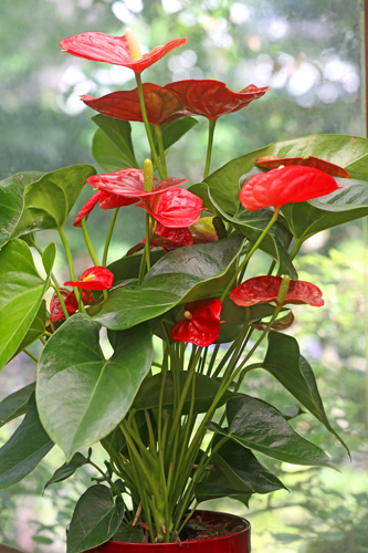 Anthurium Siera Mioulane MAP NPM 719516199