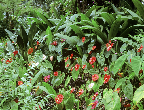 Anthurium biotope Mioulane MAP NPM GIP0100497