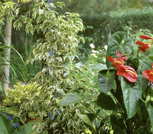 Anthurium ficus veranda Mioulane MAP NPM GIP0104051