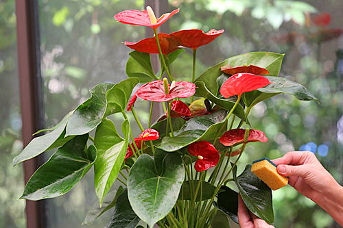 Anthurium nettoyage Mioulane MAP NPM 719516191