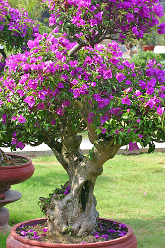 Bonsai bougainvillea Mioulane MAP 00009964