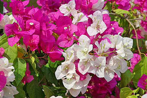 Bougainvillee Mioulane MAP 00009999