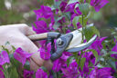 Bougainvillee bouturage MAP NPA 070730022