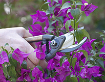 Bougainvillee bouturage MAP NPA 070730022