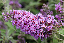 Buddleja davidii-Mioulane MAP NPM 90150314