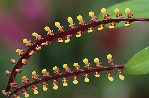 Bulbophyllum falcatum MAP ADE GIP0096023