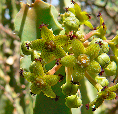 Caralluma penicillata El Dinara Yemen P1210100