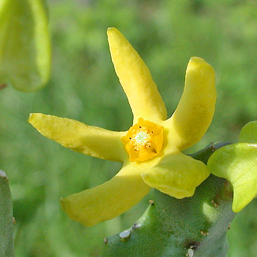 Caralluma quadrangula