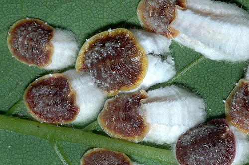 Cochenille hortensia 