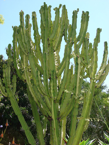 Euphorbia ammak